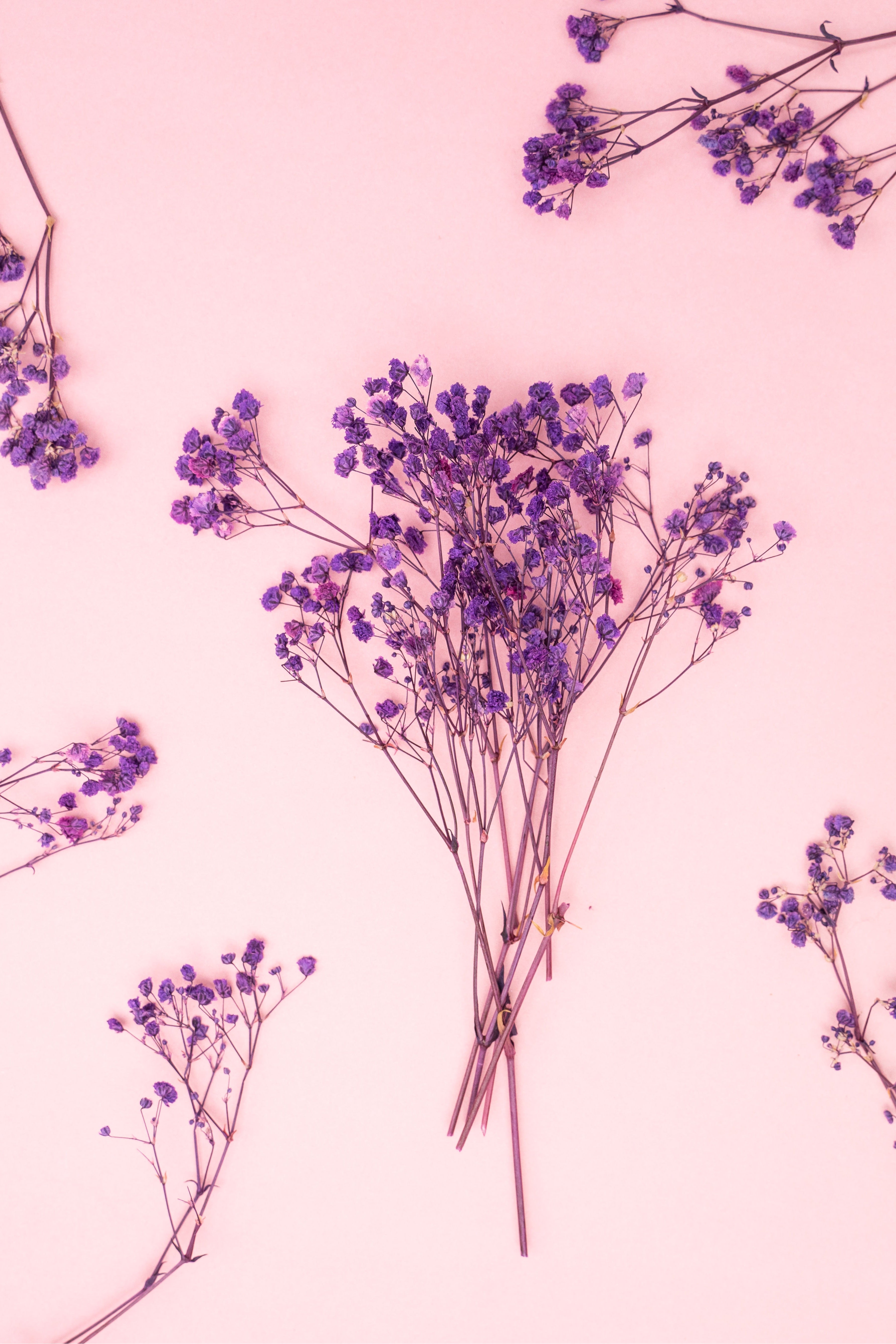 Schleierkraut lila – Moon & Colors